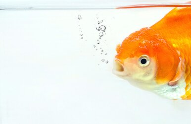 Ein Goldfisch im Wasser als Imagebild für Vermittler, die von der Ausschließlichkeit in die freie Maklerschaft wechseln